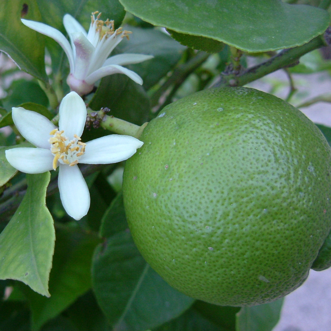 French Lime Blossom