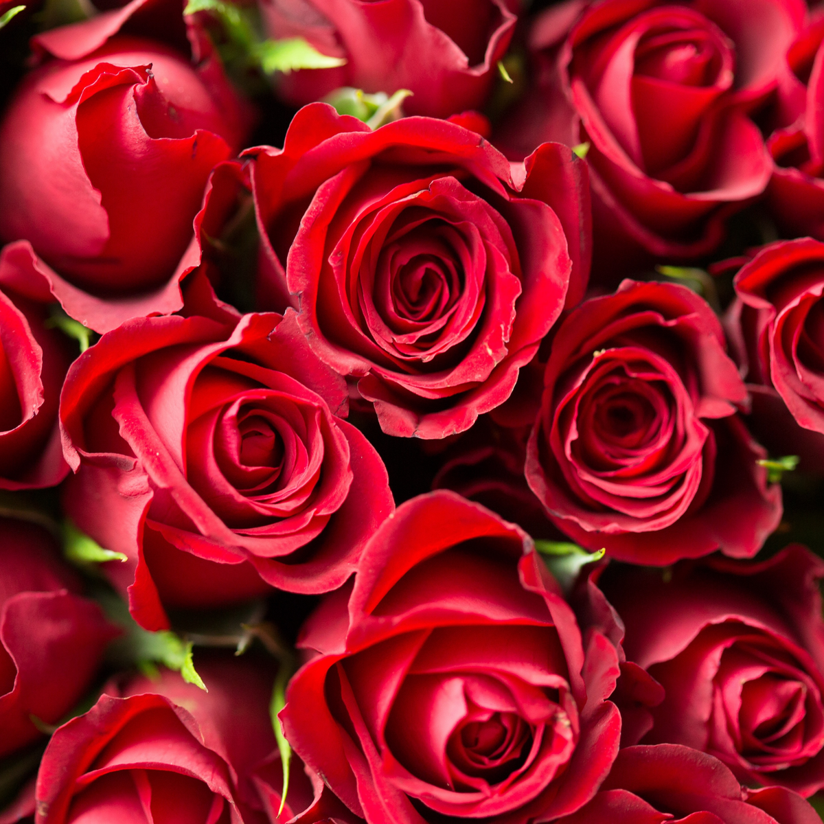 Red Roses