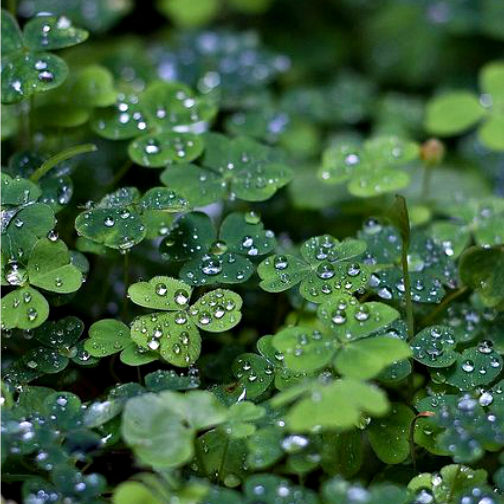 Four-Leaf Clover