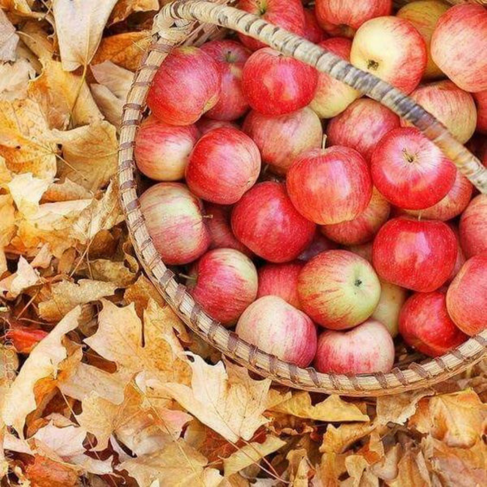 Wicked Good Perfume Apple + Oak