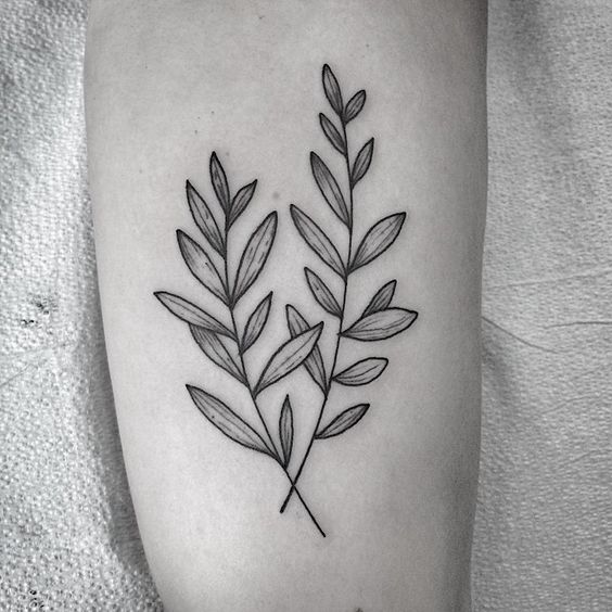 Olive Branch