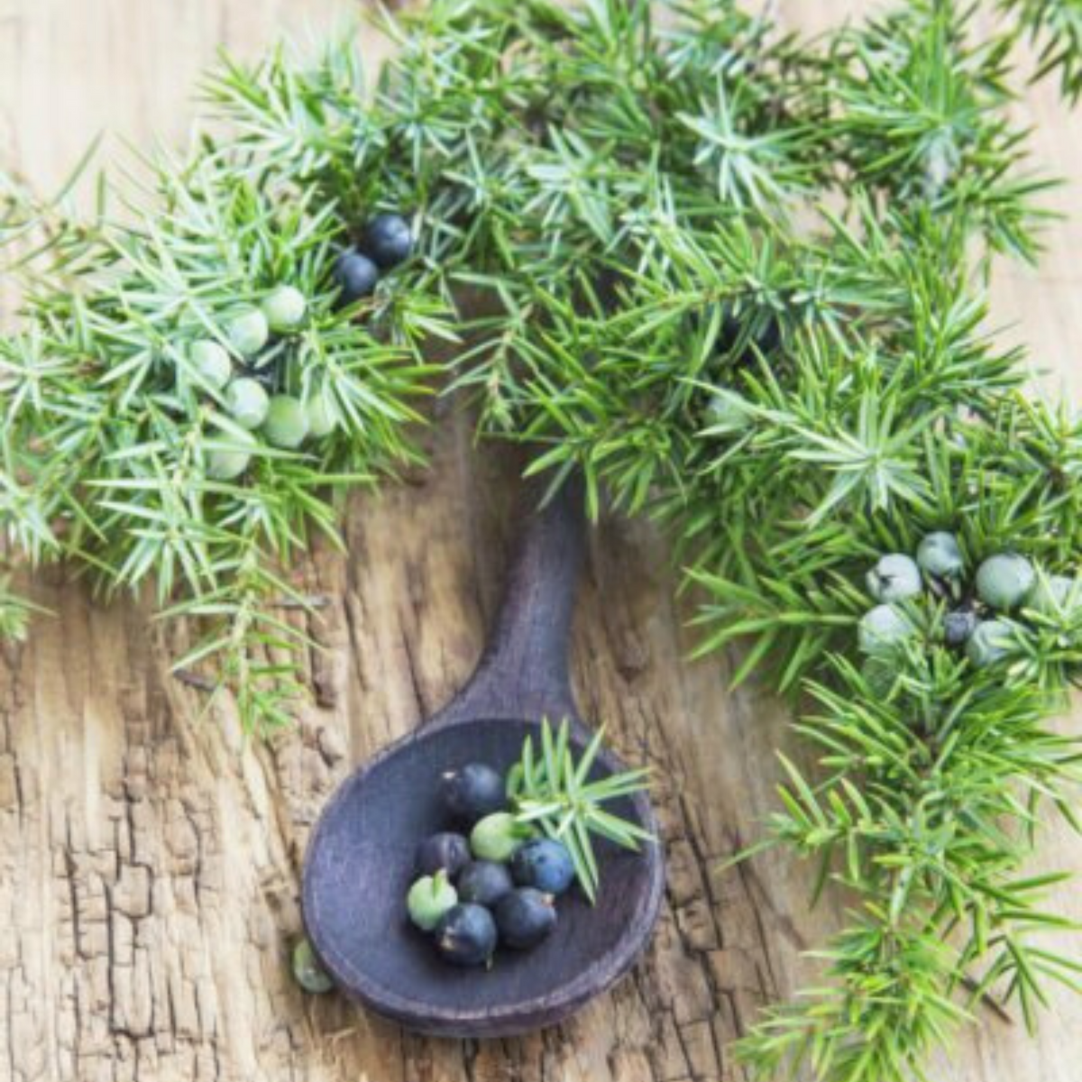Jumping Juniper