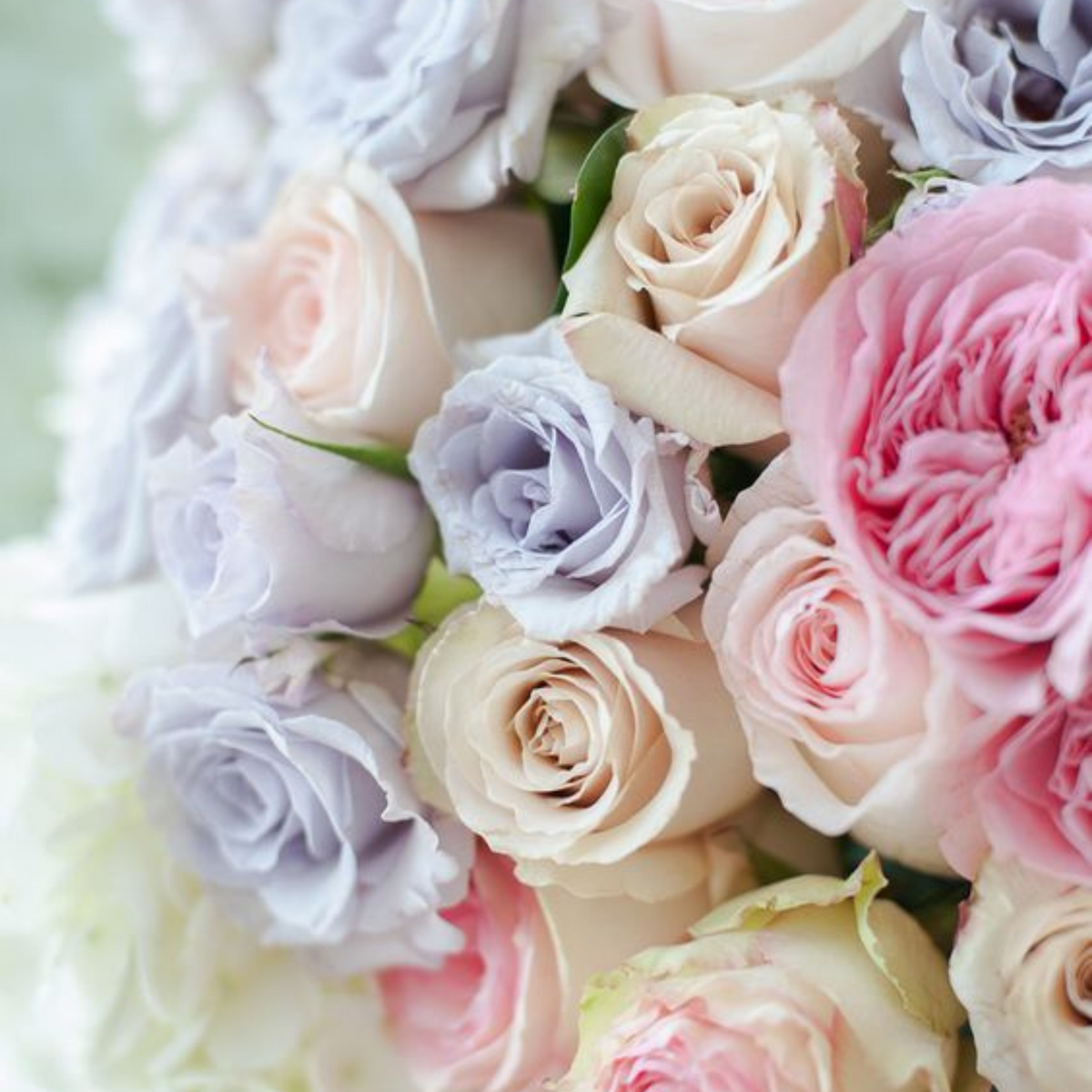 Pastel Rose