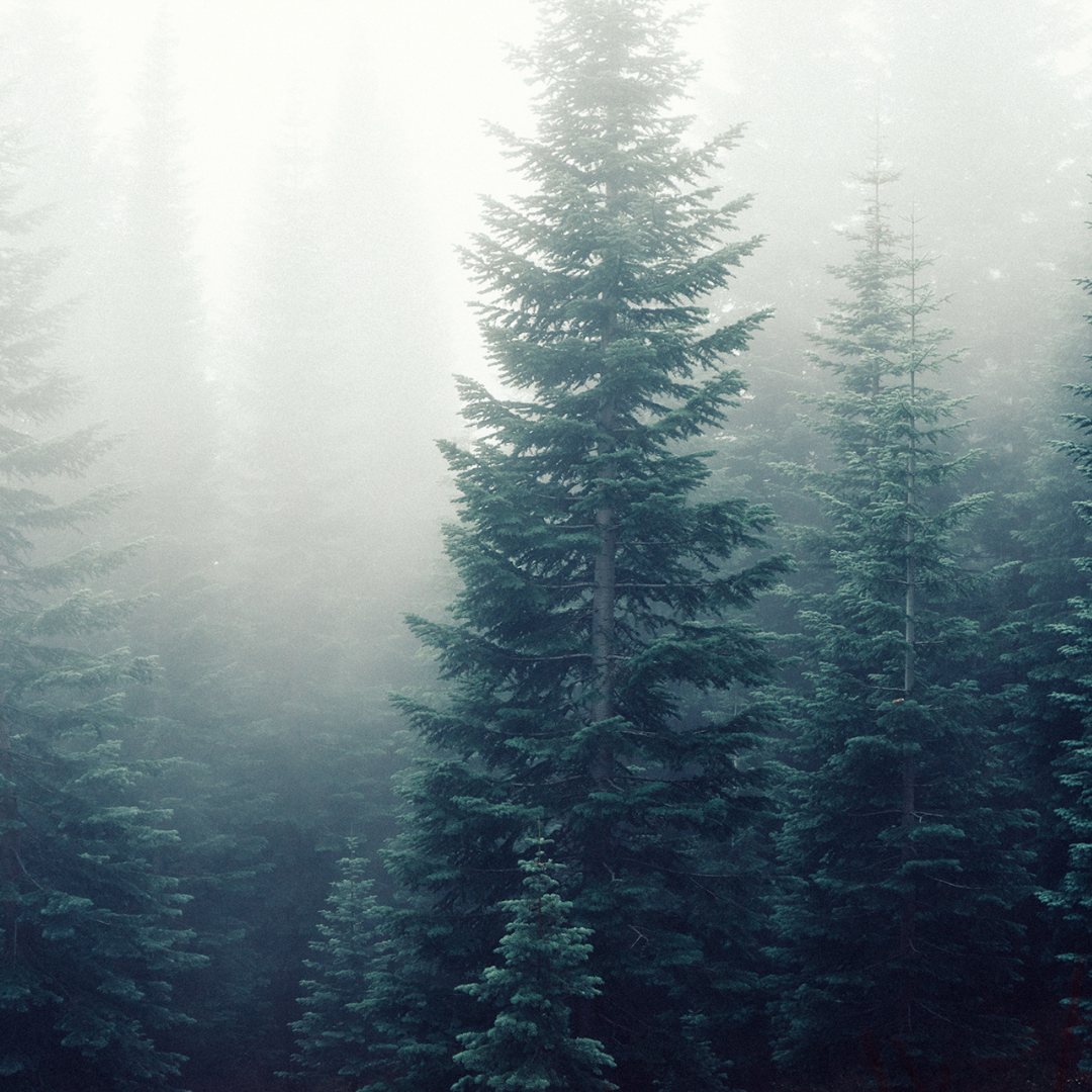 Pine + Eucalyptus