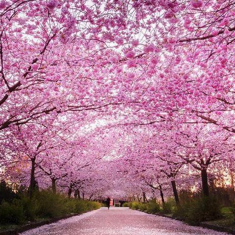 Cherry Blossom