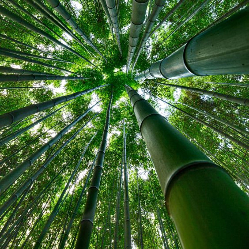 Lucky Bamboo