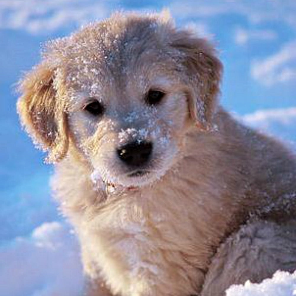 Snow Fairy